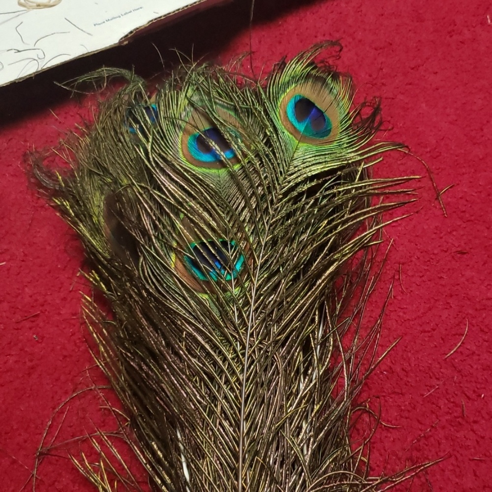 Large peacock feathers